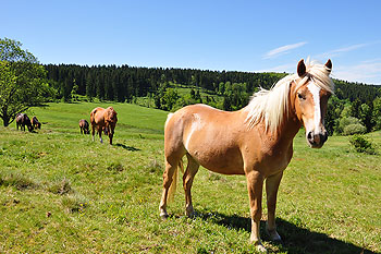 Pferde in Bollberg